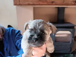 Cairn Terrier dogs 5 Adorable Cairn Terrier Pups - Advert 8