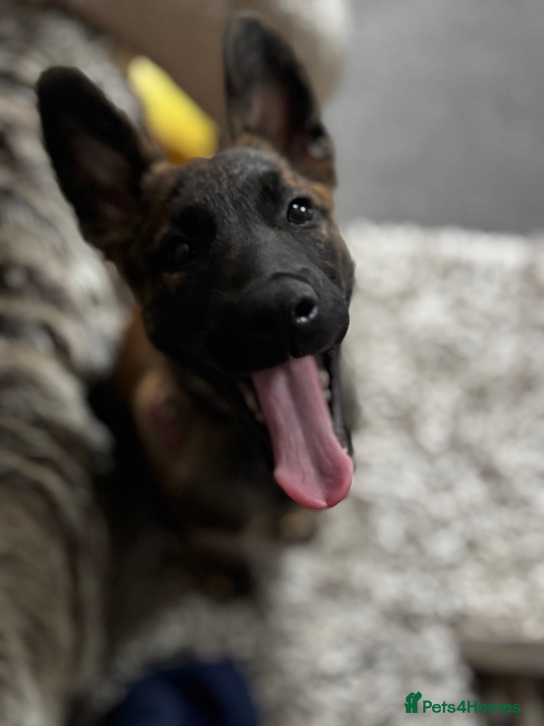Mixed Breed dogs for sale: Shepherd Mix gorgeous girl for rehoming  - Image 4