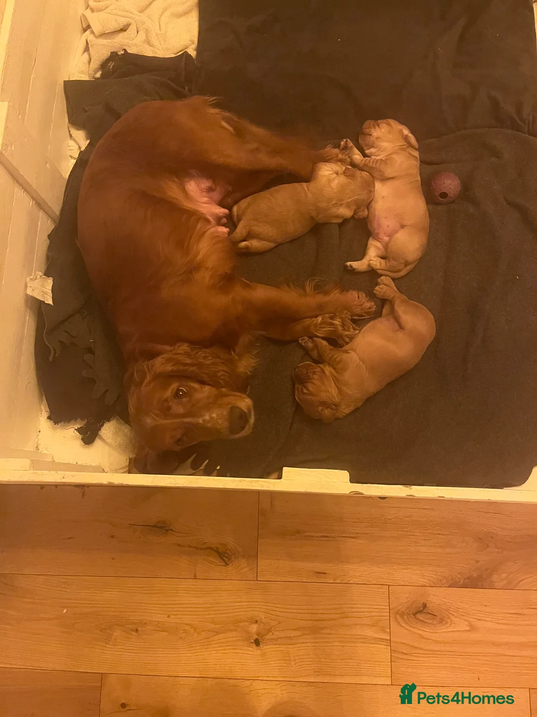 Cockerdor dogs for sale: Exceptional Golden/Red Cockerdor Puppies  - Advert 12