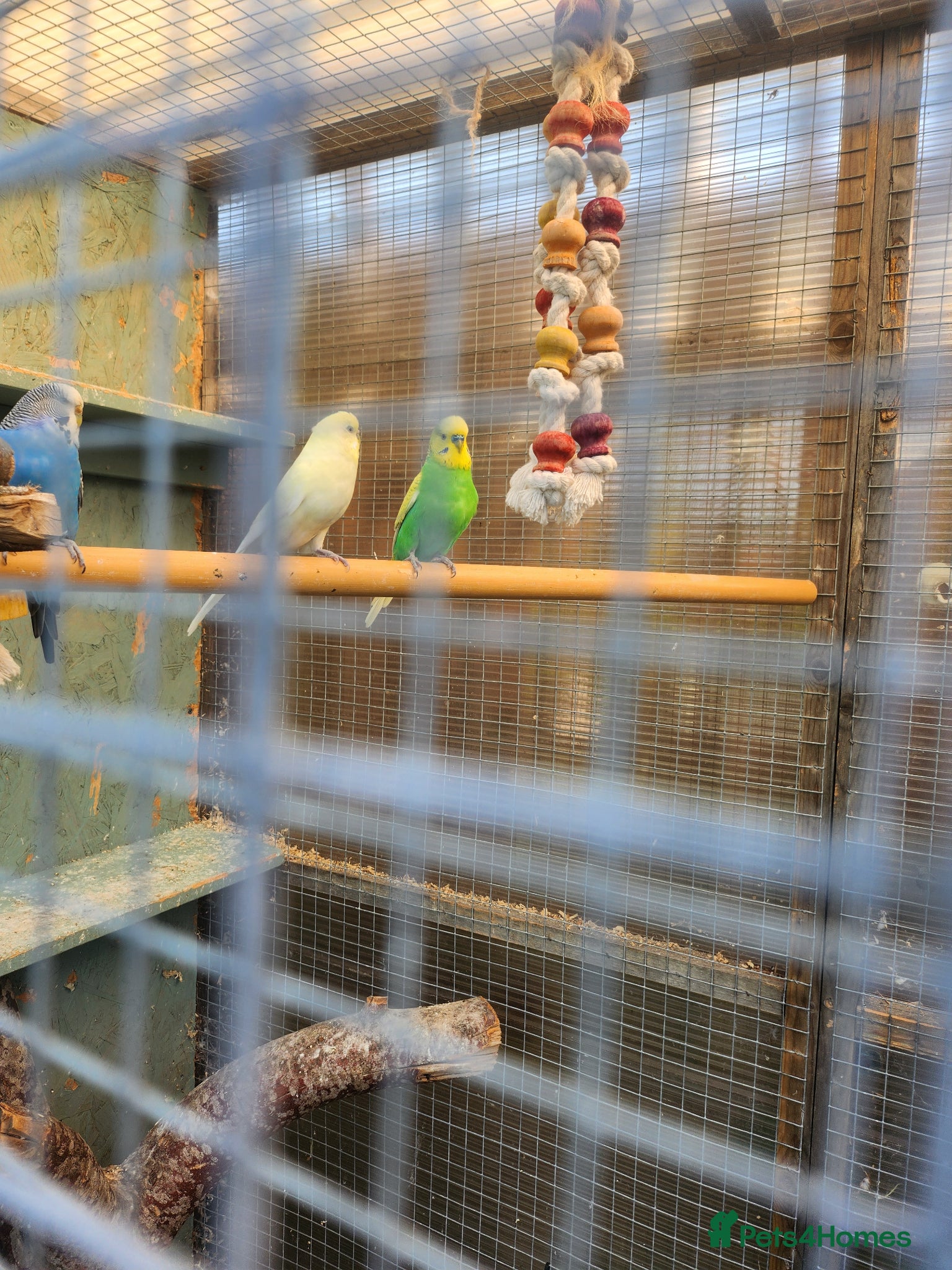 Budgerigars birds for sale: Budgie babies + breeding pairs in Swindon - Advert 3