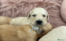 Golden Retriever dogs for sale: Beautiful GR Puppies – No Expense Spared! - Image 31