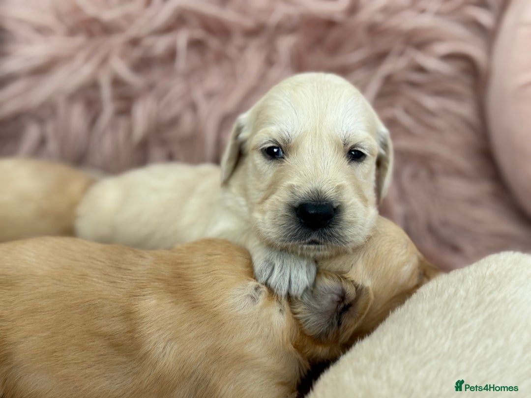 Golden Retriever dogs for sale: Beautiful GR Puppies – No Expense Spared! - Image 31