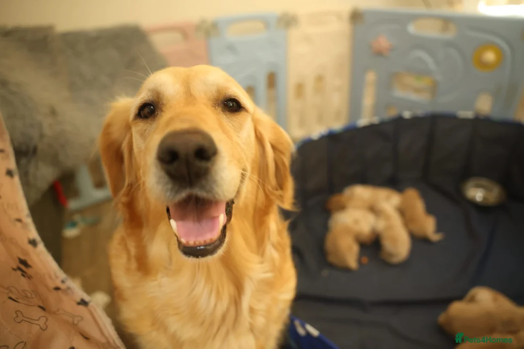 Golden Retriever dogs for sale: Angelic Pedigree Golden Retriever Puppies - Advert 2