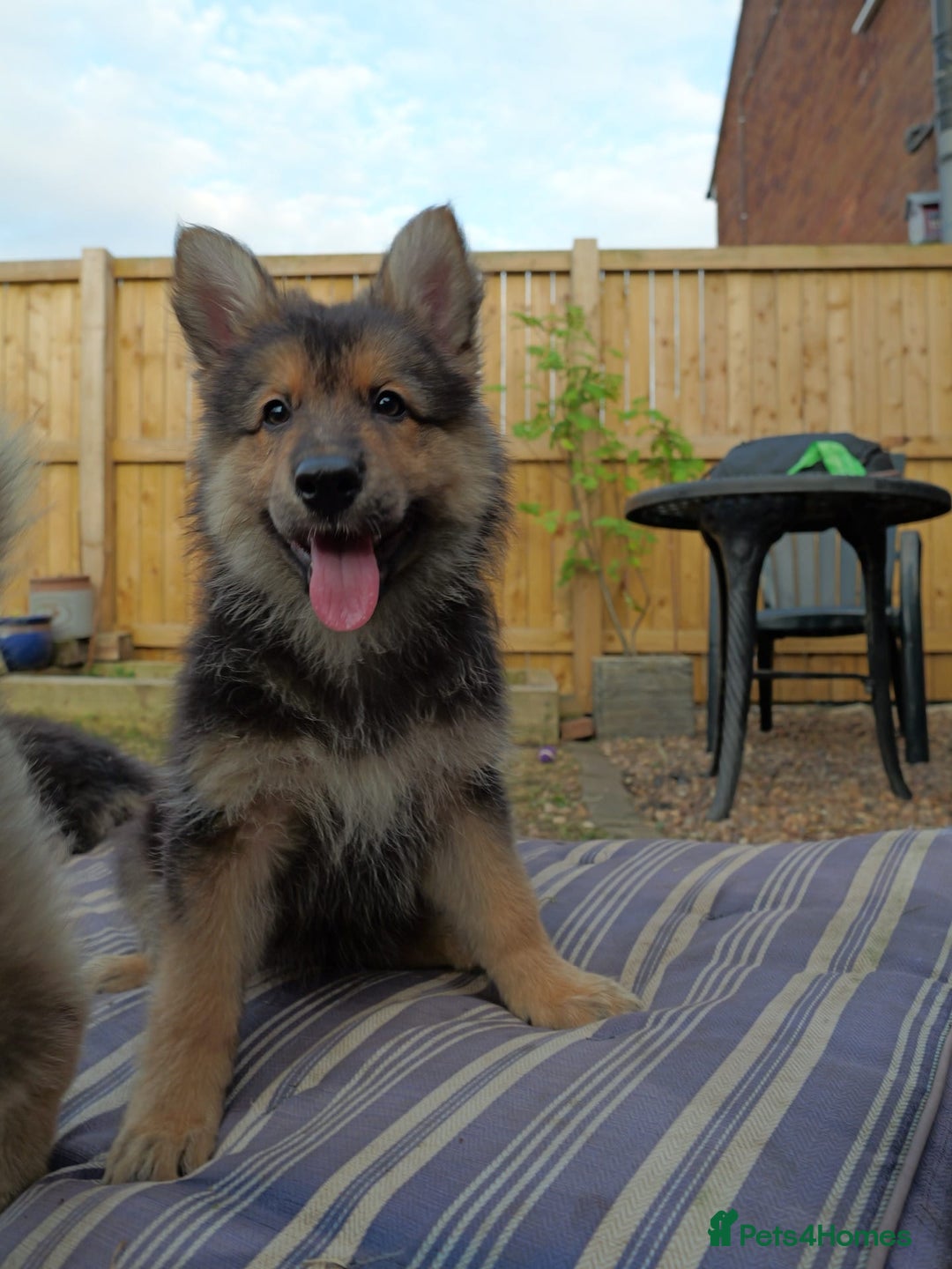 Mixed Breed dogs for sale: Shollies  in Rochdale - Image 33