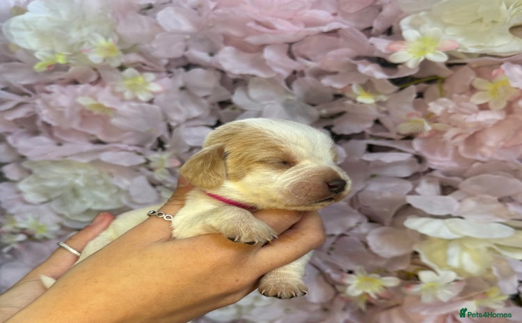 Beagle dogs - Advert 2