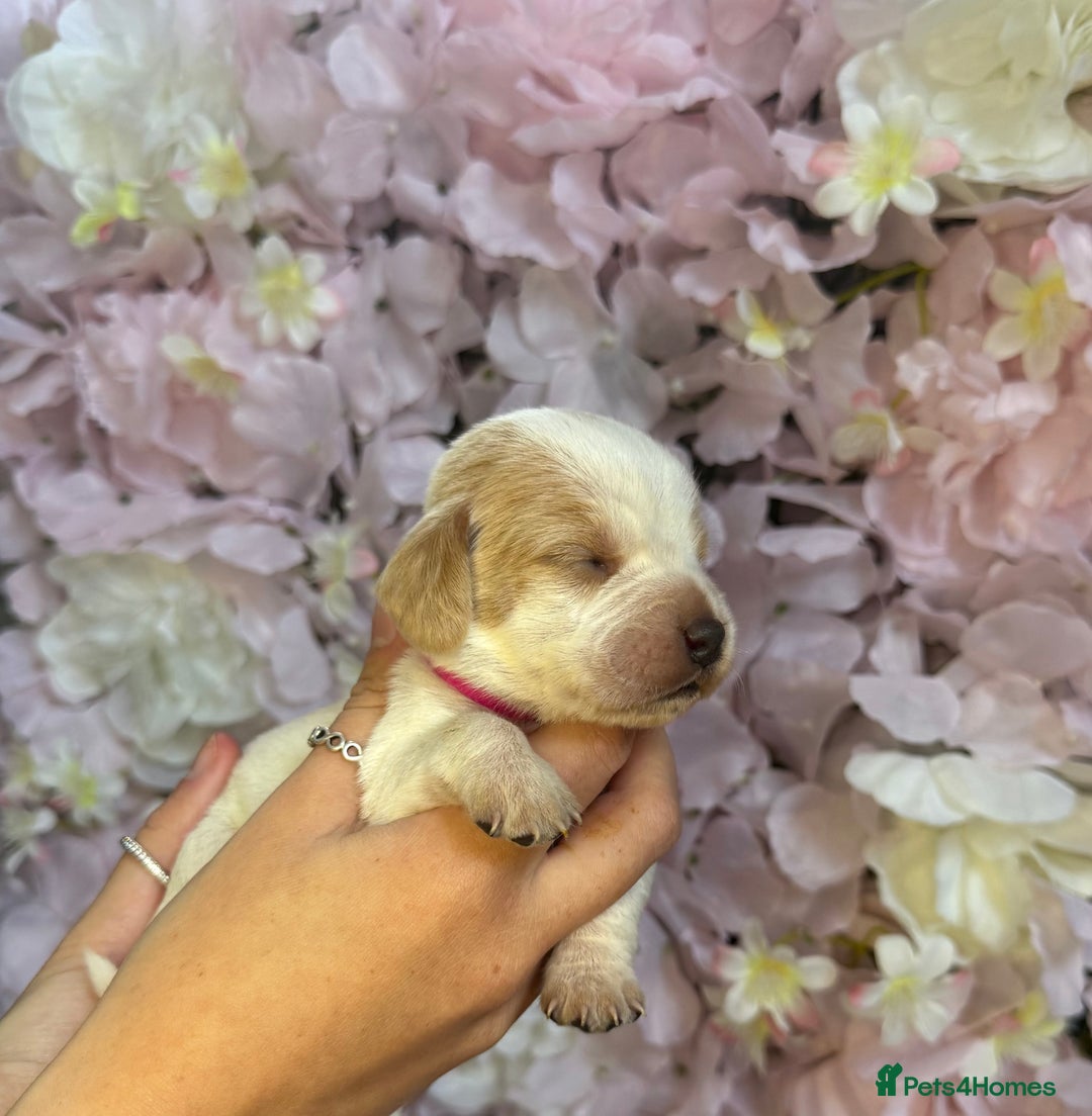 Beagle dogs for sale: KC Registered & Health Tested Puppies - Image 17