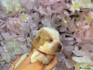 Beagle dogs - Advert 5