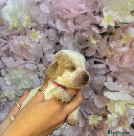 Beagle dogs - Advert 2