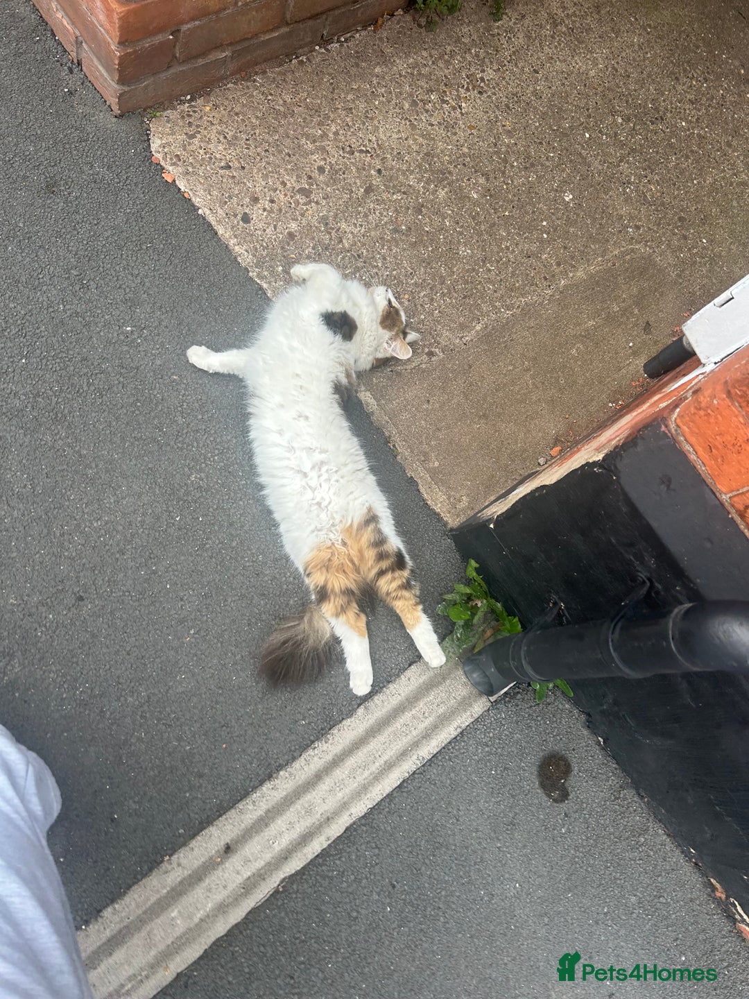 Maine Coon cats for sale: Rosie - Advert 4