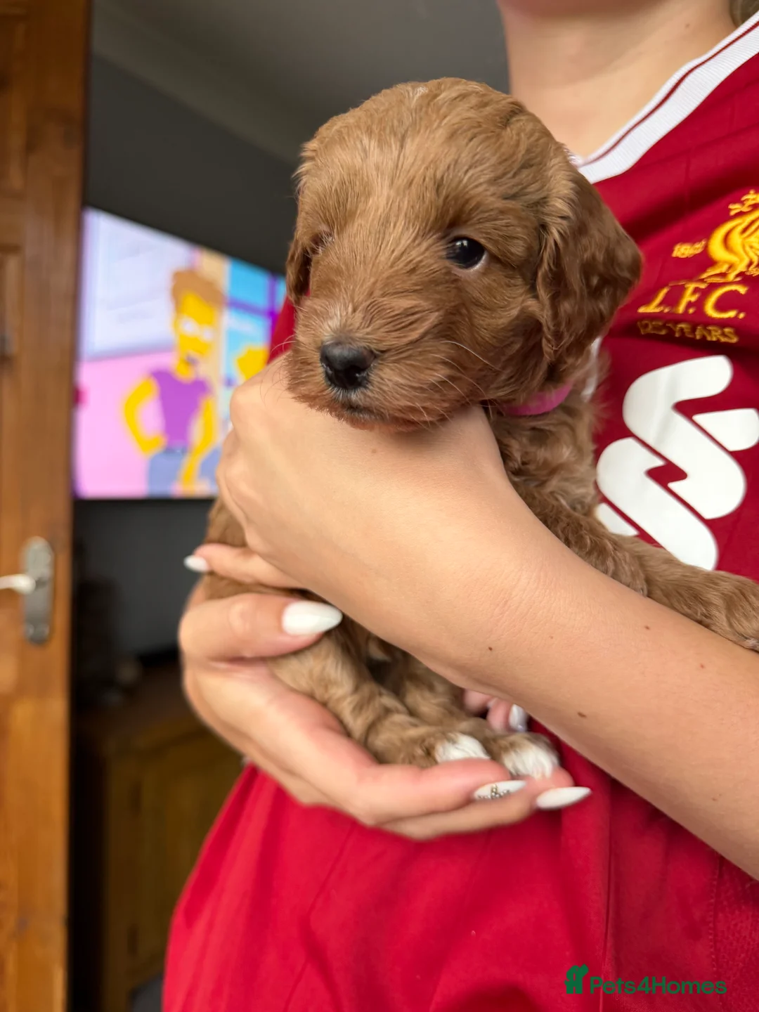 Cockapoo dogs for sale: Cockapoo F1b puppies Fox Red and Champagne  in Chesterfield - Advert 2