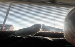 Parrots birds for sale: Beautiful Quaker parrot  - Image 3