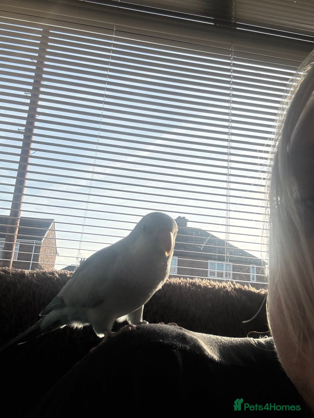 Parrots birds for sale: Beautiful Quaker parrot  - Image 3