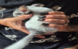 Chinchilla rodents for sale: White mosaic chinchilla  - Image 2