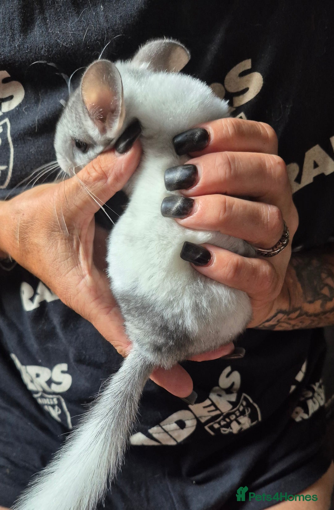Chinchilla rodents for sale: White mosaic chinchilla  - Image 2
