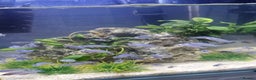 Cichlids fish for sale: BLUE ZEBRA CICHLIDS  - Advert 2