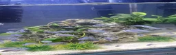 Cichlids fish for sale: BLUE ZEBRA CICHLIDS  - Advert 2