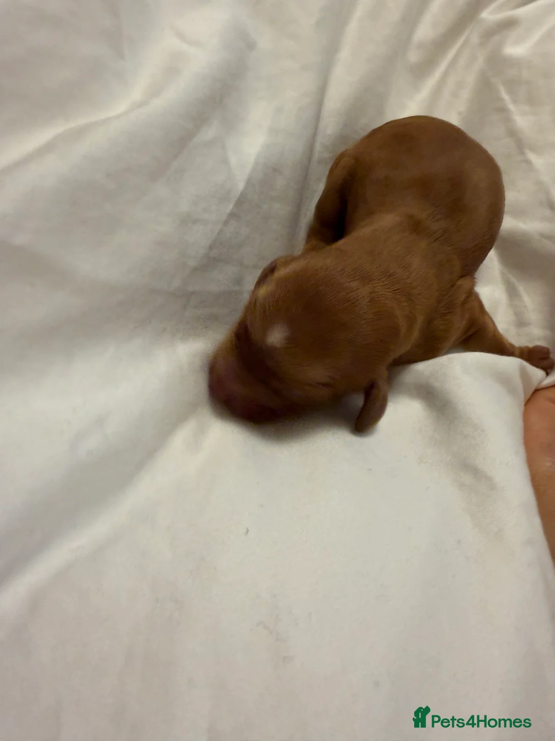 Cavapoo dogs for sale:  EXTRA TINY & CURLY female F2 toy cavapoo puppies - Advert 16