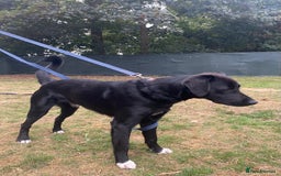 Mixed Breed dogs for adoption: Meet DIESEL - a Lovely Boy for a Loving Home - Image 15