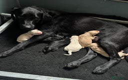 Labrador Retriever dogs for sale: Labrador puppies  - Image 5