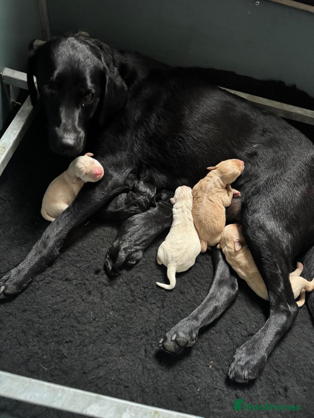 Labrador Retriever dogs for sale: Labrador puppies  - Image 5