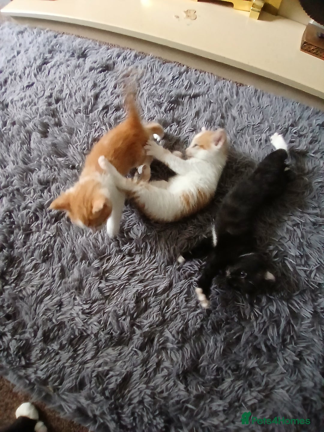 Mixed Breed cats for sale: Beautiful kittens ready  - Image 12