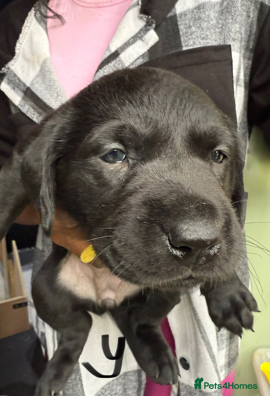 Labrador Retriever dogs for sale: EXCELLENT &UNIQUE LAB PUPPIES AV 12 NOV £1450 - Image 34