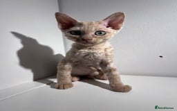 Devon Rex cats for sale: Ready now GCCF outstanding Devon Rex kittens  - Image 4