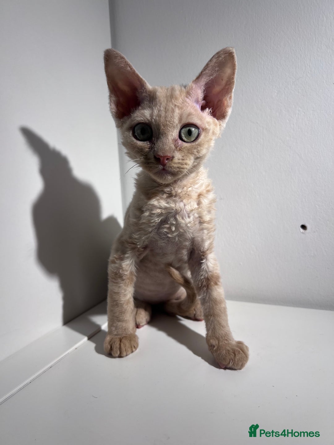 Devon Rex cats for sale: Ready now GCCF outstanding Devon Rex kittens  - Image 4
