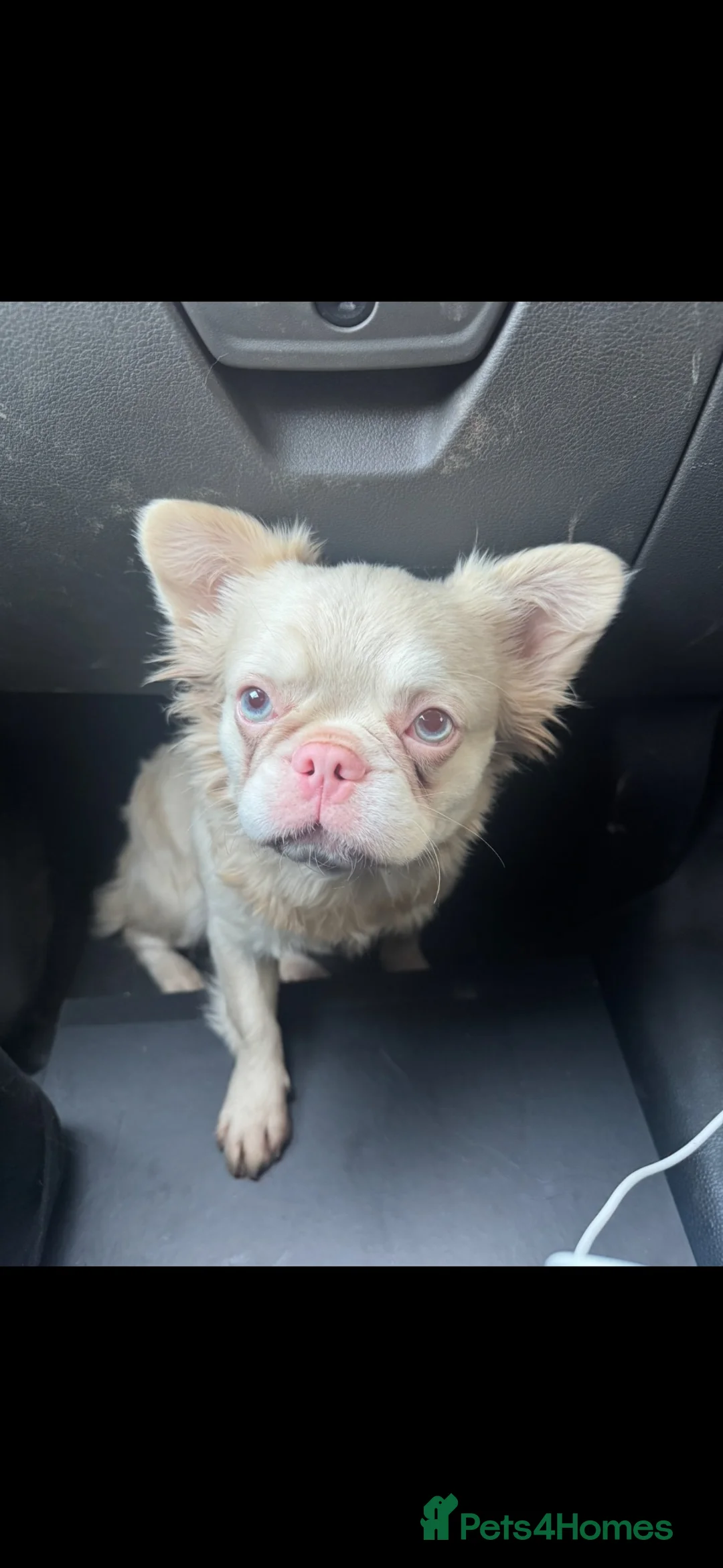 French Bulldog dogs for sale: Female frenchie  - Advert 2
