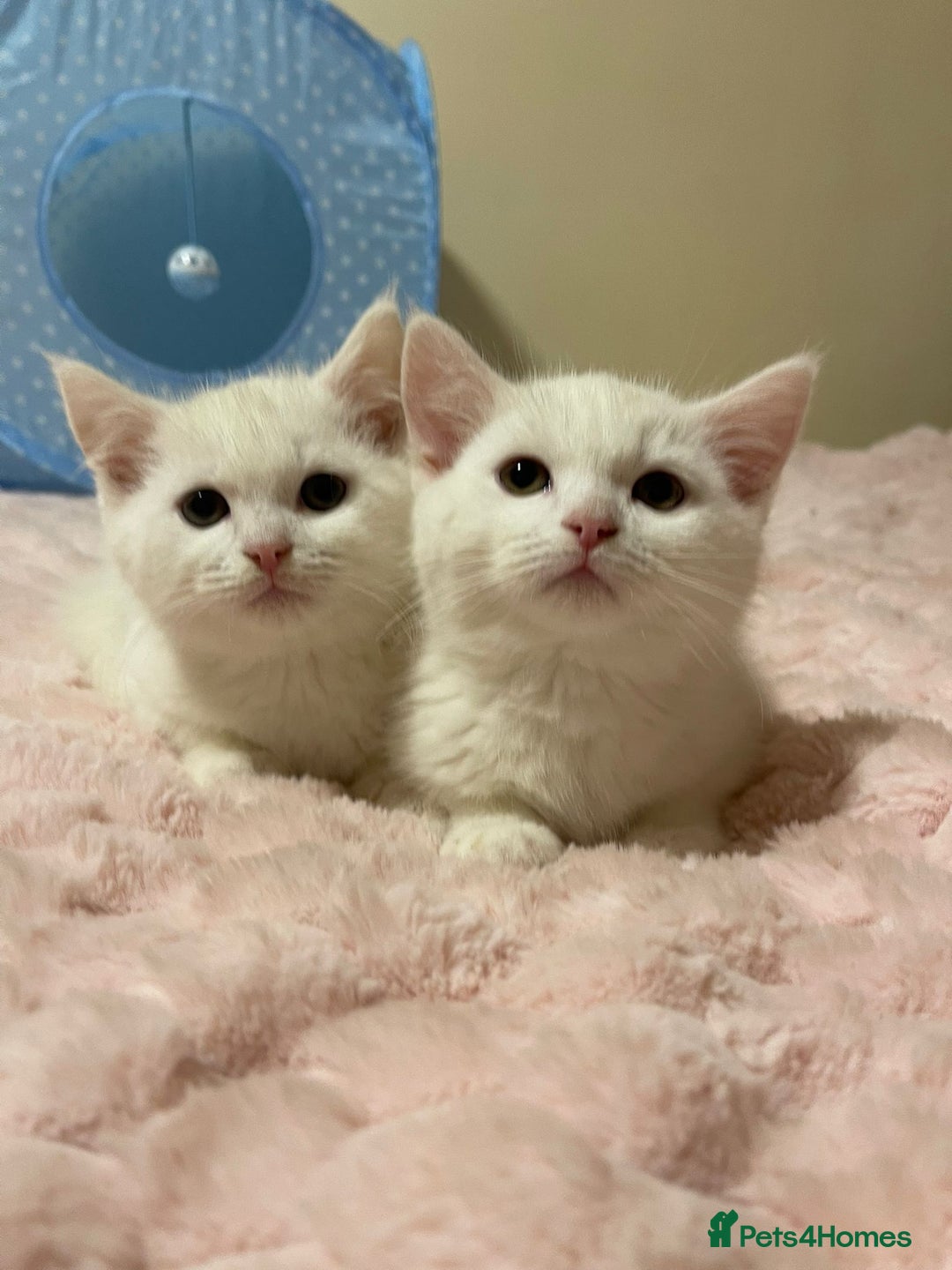 Ragdoll cats for sale: British Shorthair Cross Ragdoll Kittens  - Advert 5