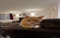 Domestic Shorthair cats for sale: Two gorgeous Domestic shorthair kittens for sale - Image 2