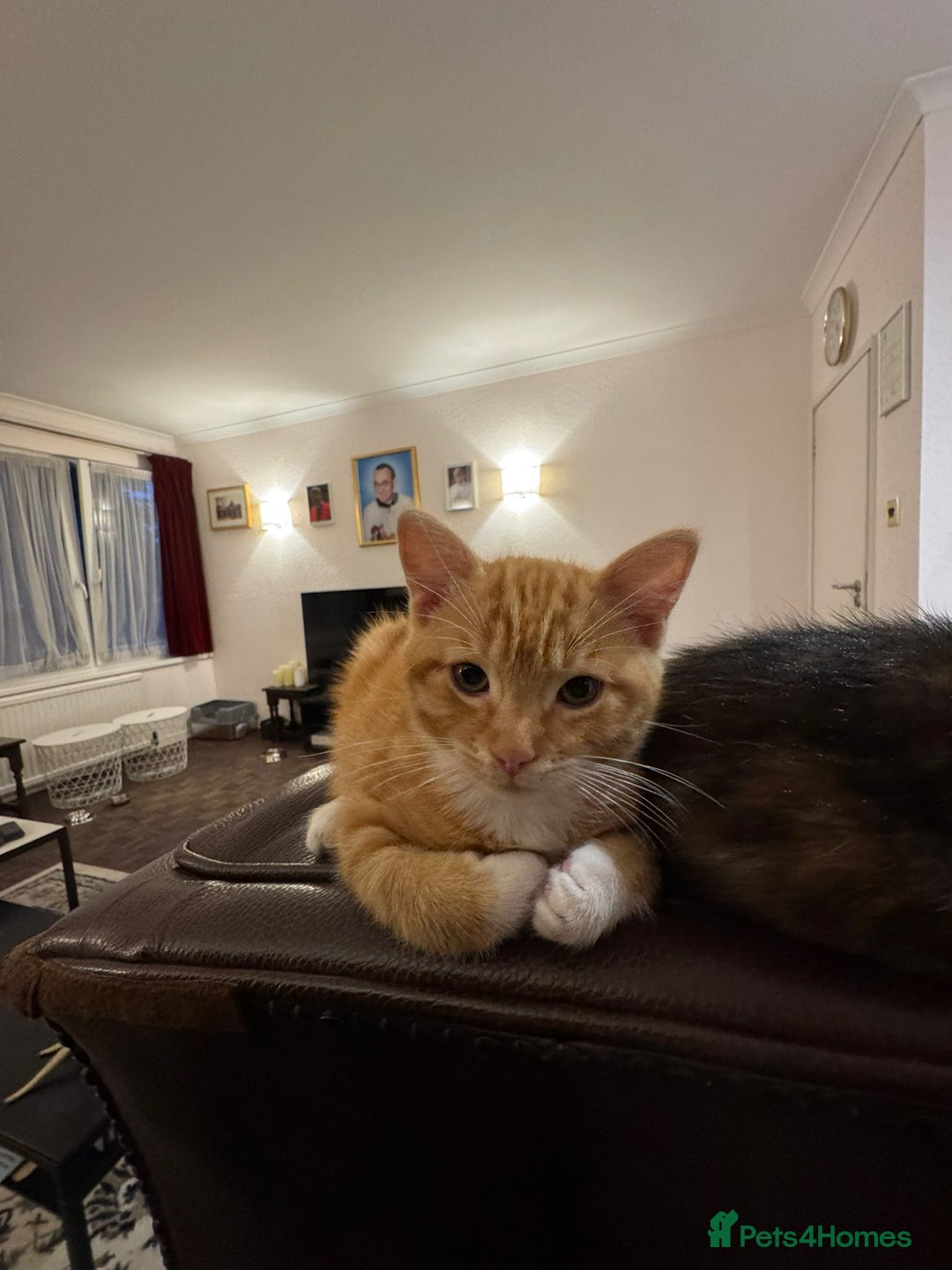 Domestic Shorthair cats for sale: Two gorgeous Domestic shorthair kittens for sale - Image 2