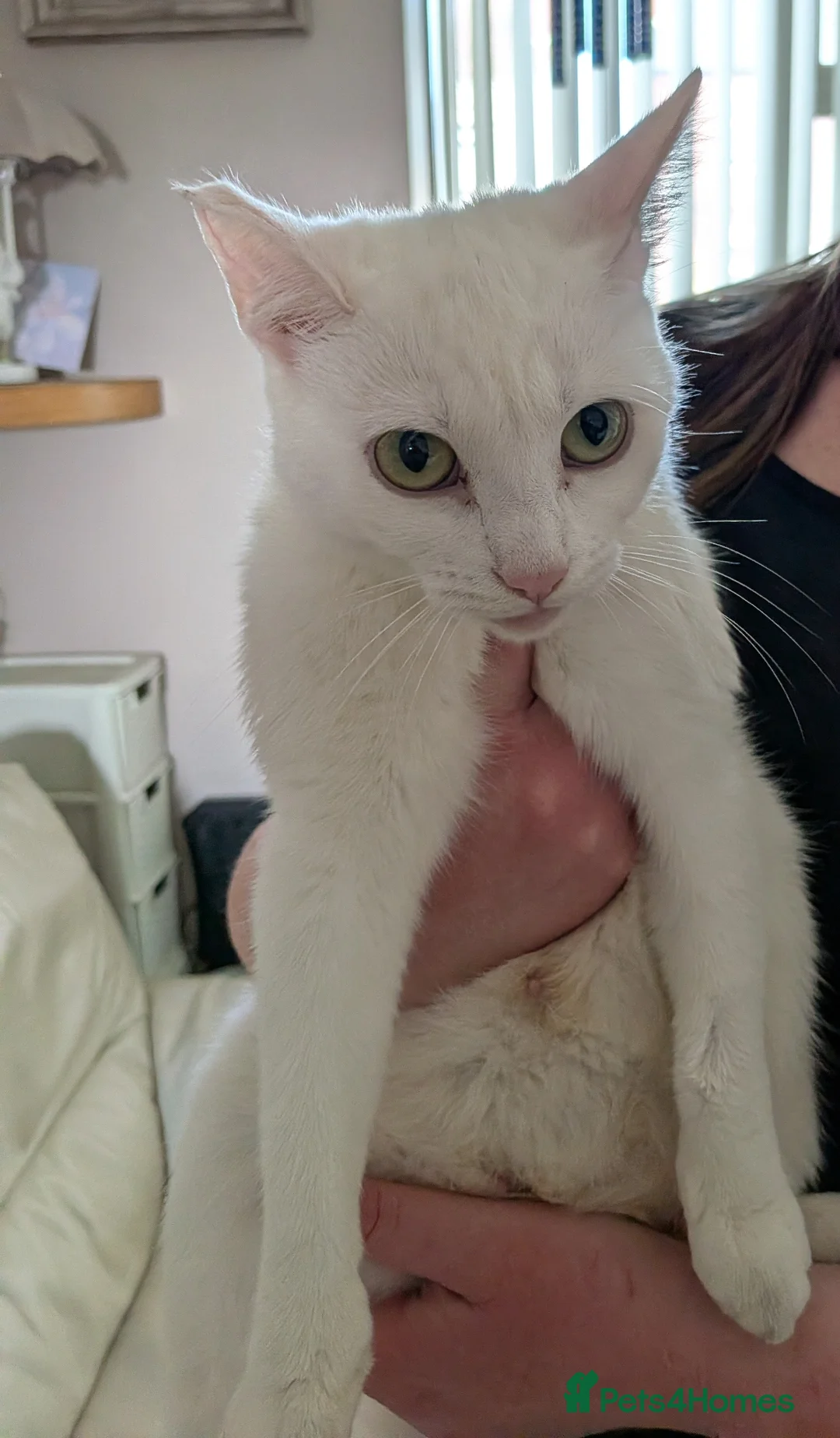 Mixed Breed cats for sale: 5 Beautiful kittens. Ready to leave - Advert 11