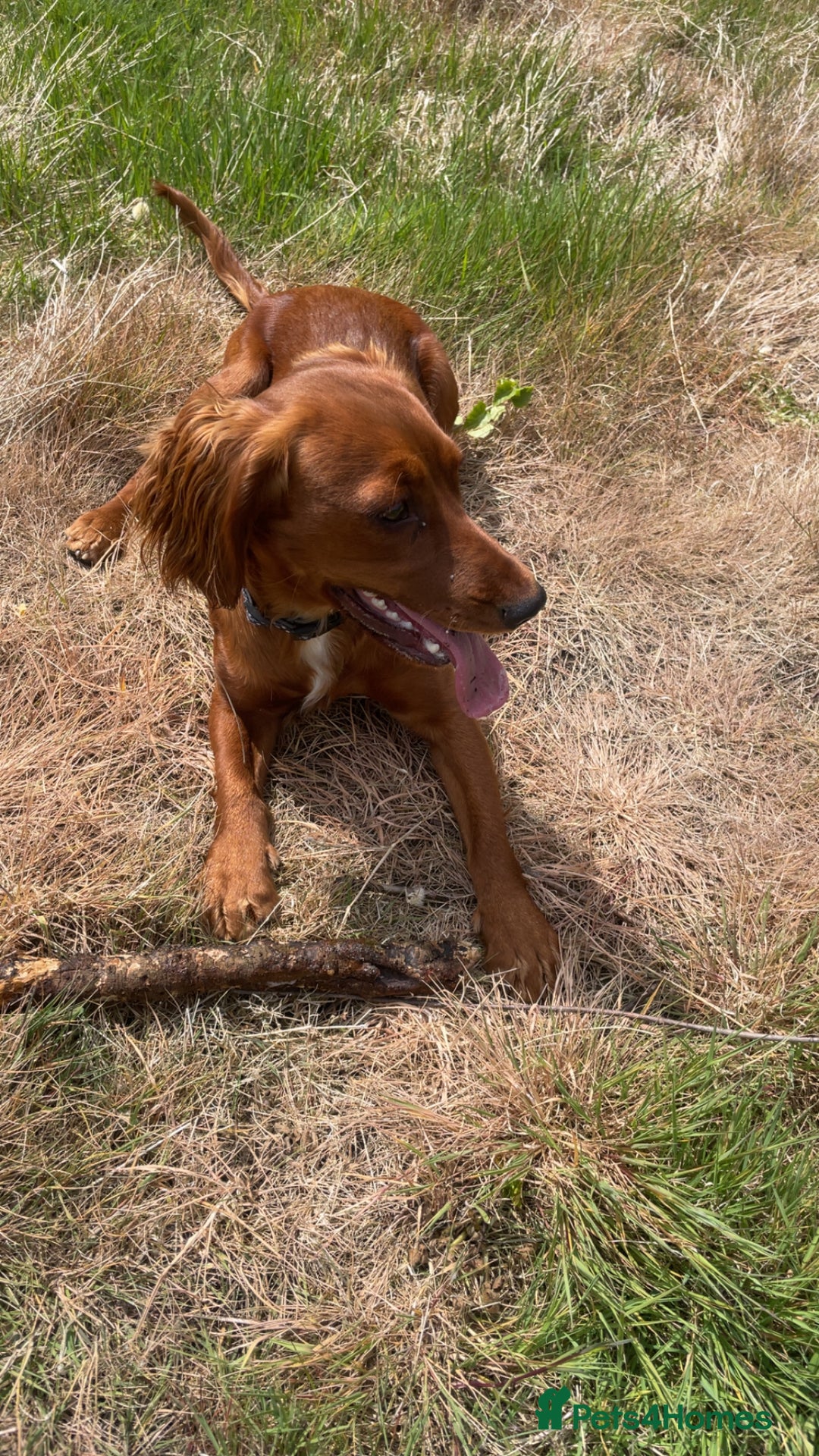 Mixed Breed dogs for sale: Border Collie Cocker puppies - Image 19