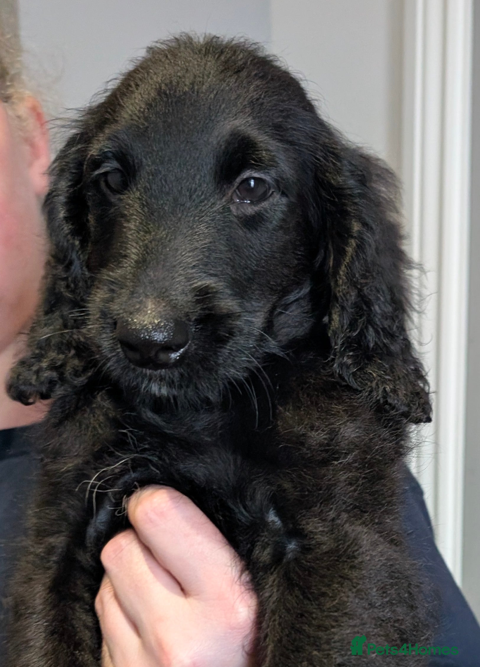 Labradoodle dogs Miniature Labradoodles - Rare Peter Pan Doodle - Advert 1