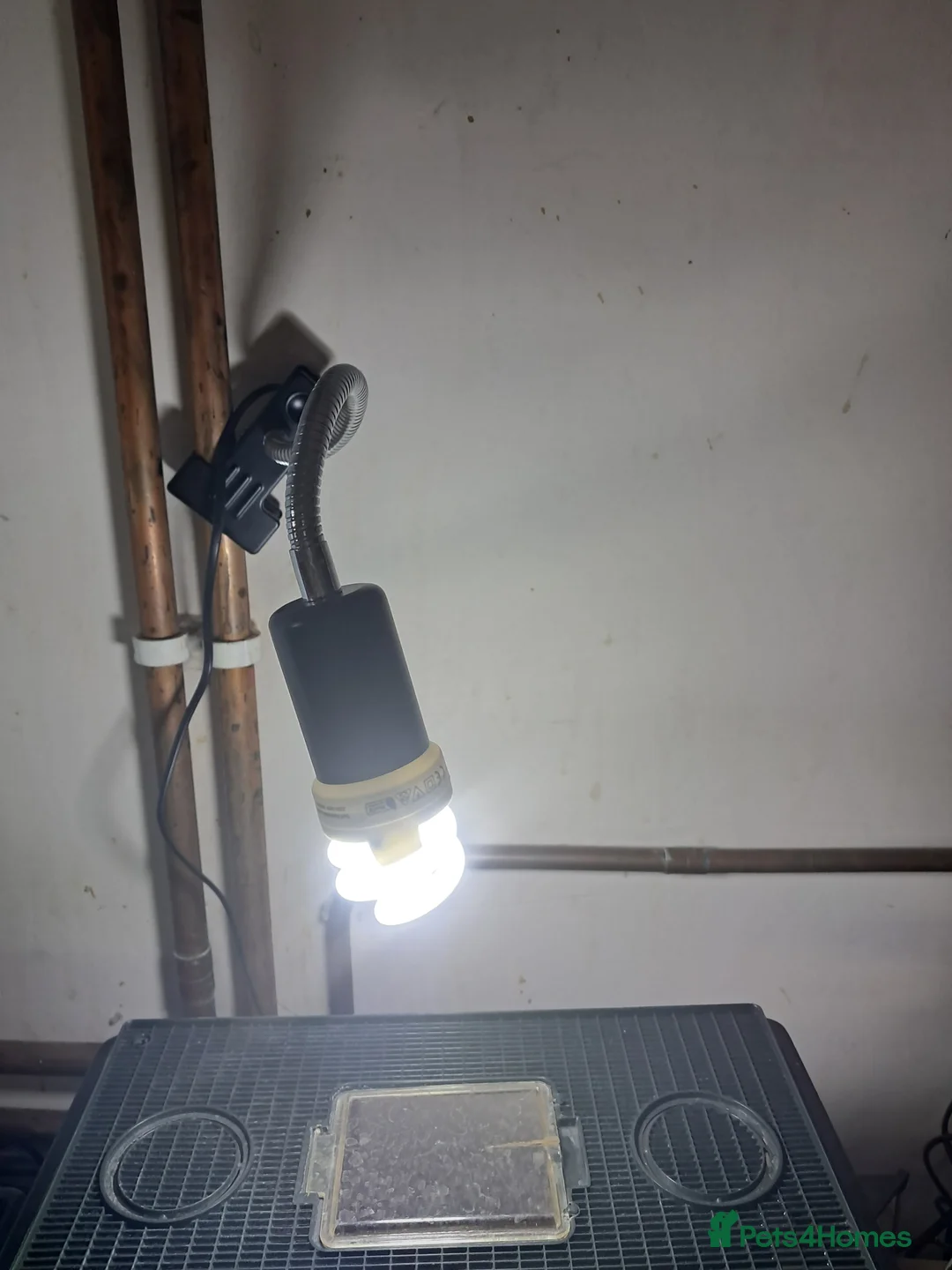 Gecko reptiles for sale: Two viper geckos and tank and uvb bulb and holder - Advert 7