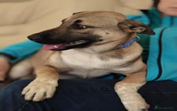 Mixed Breed dogs for adoption: ❤️Lisa, cheerful 7-month-old lower-medium girl ❤️ - Advert 10