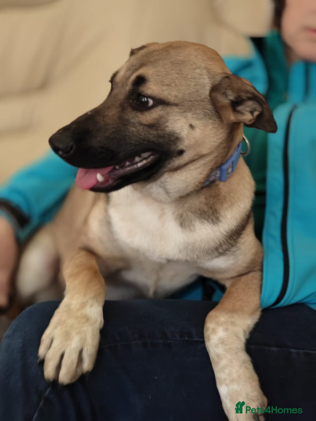 Mixed Breed dogs for adoption: ❤️Lisa, cheerful 7-month-old lower-medium girl ❤️ - Advert 10
