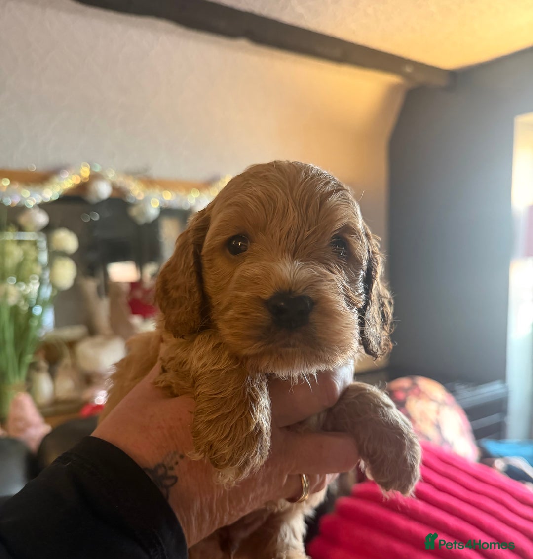 Cockapoo dogs for sale: Cockapoo pups one boy available  - Advert 29