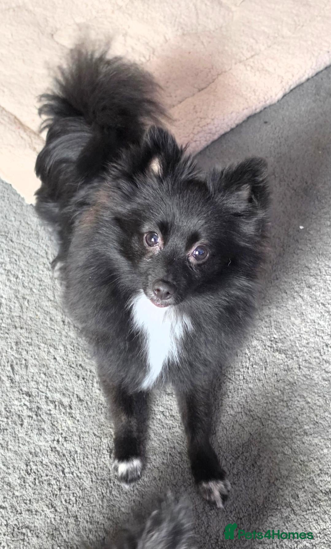 Pomeranian dogs 8 month old black pomeranian girl - Advert 1