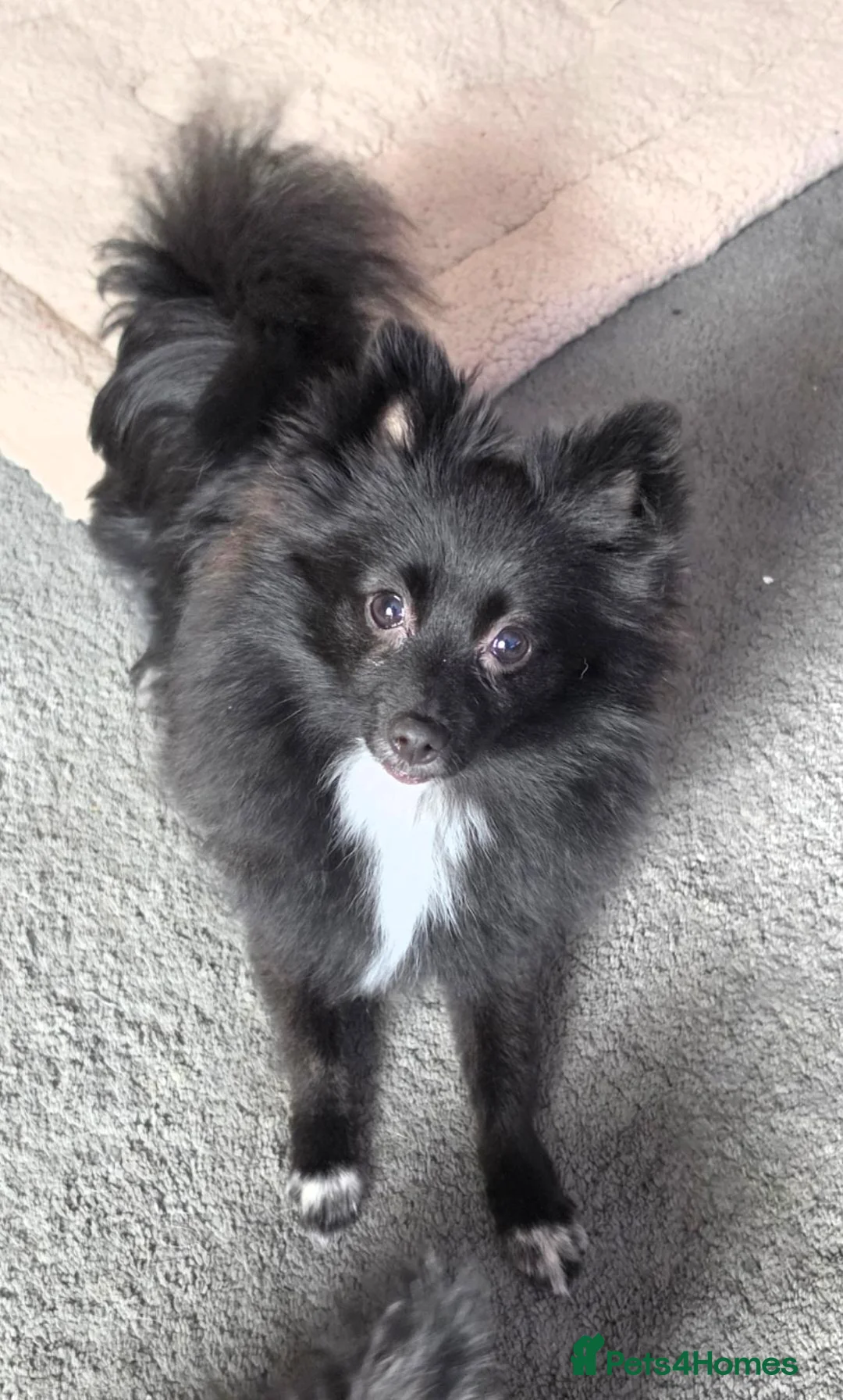 Pomeranian dogs for sale: 8 month old black pomeranian girl - Advert 1
