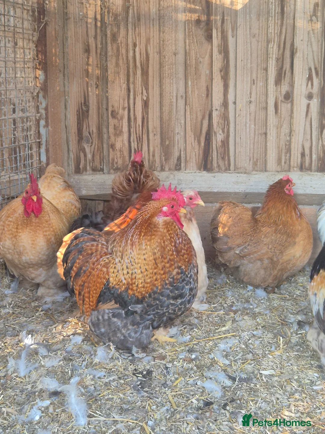 Chickens poultry for sale: Mixed colours pekin eggs  - Advert 1