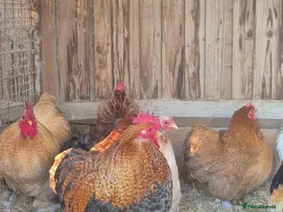 Chickens poultry Mixed colours pekin eggs - Advert 1