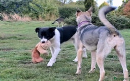 Mixed Breed dogs for adoption: SNOOPY - like a young Border Collie - Image 11
