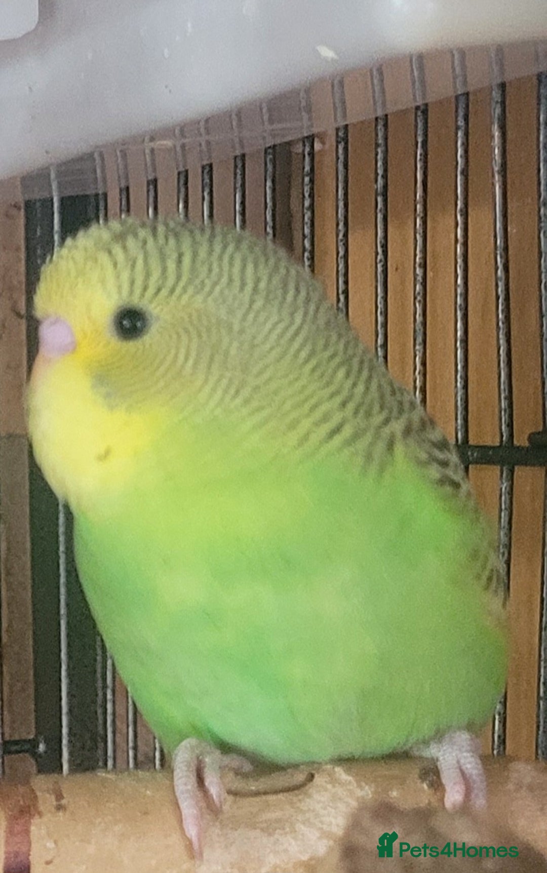 Budgerigars birds for sale: Baby Budgies  - Image 7