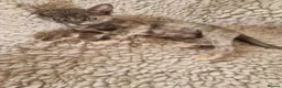 Burmese cats for sale: 2 Stunning Asian Kittens Available – Home reared - Advert 6