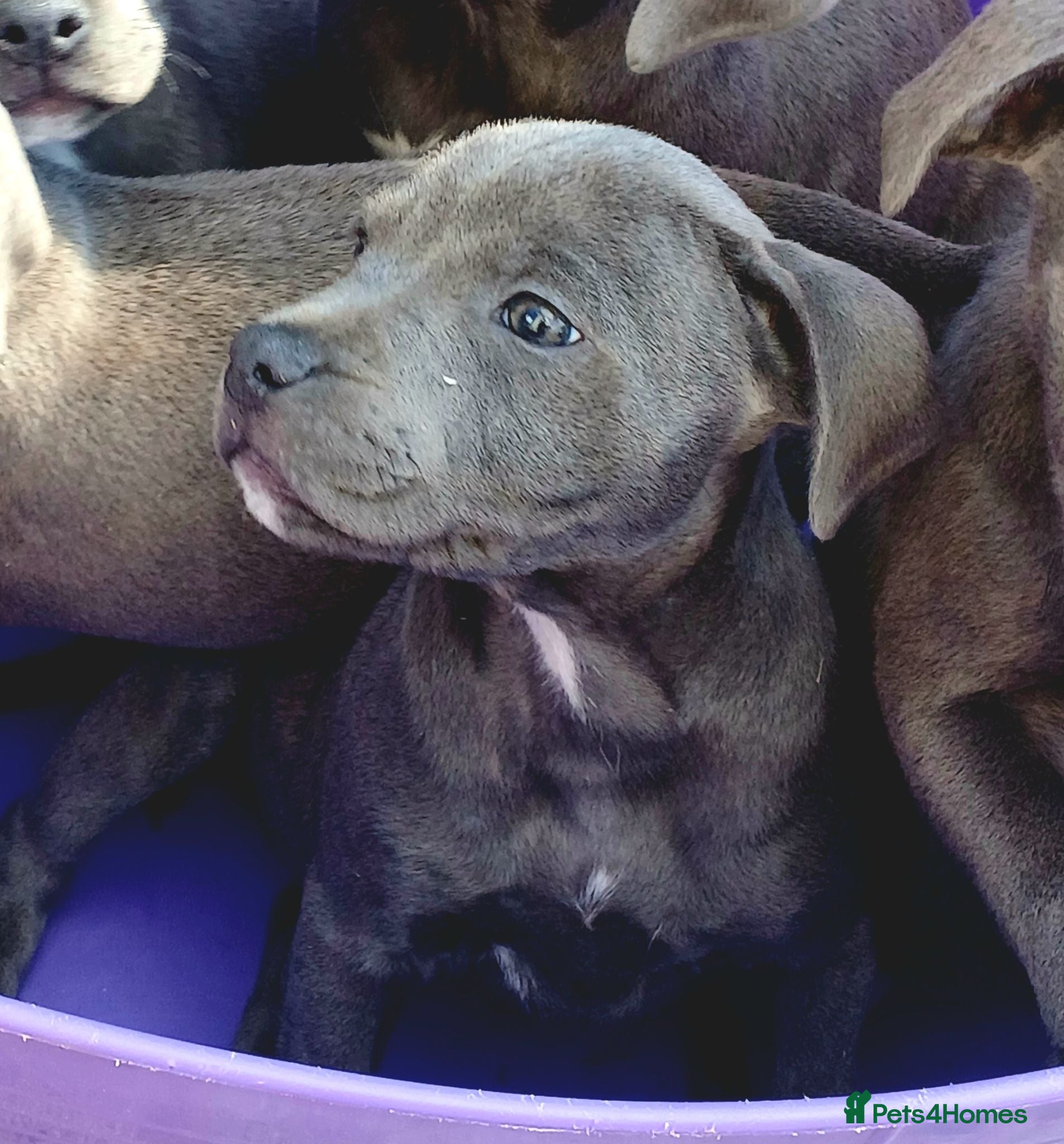 Staffordshire Bull Terrier dogs Blue staff puppies kc reg - Advert 2