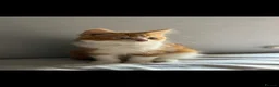 Domestic Shorthair cats for sale: Orange and white domestic shorthair kitten  in Halstead - Advert 1