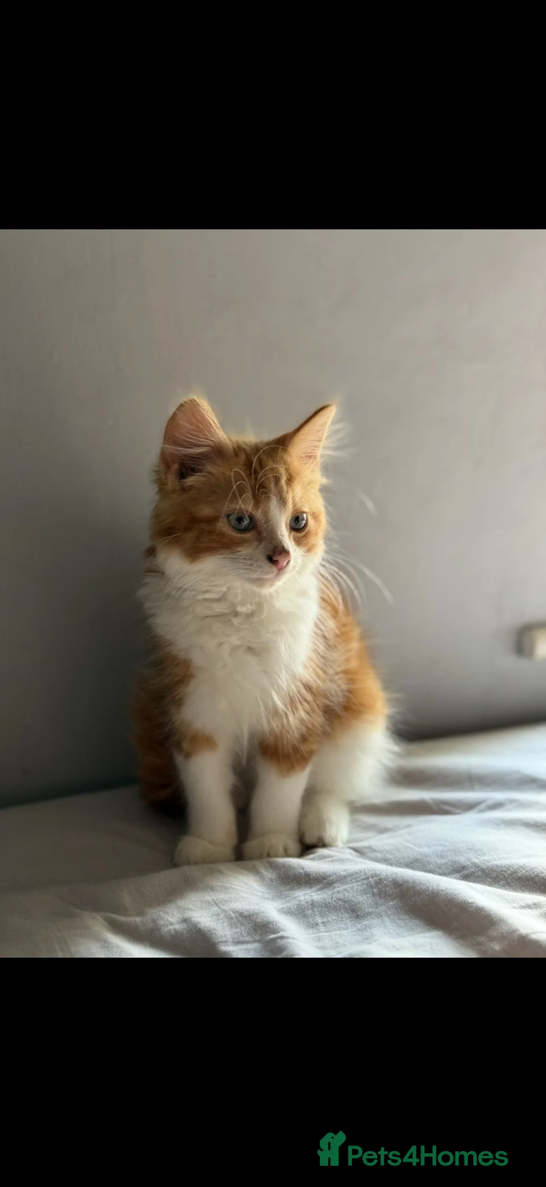 Domestic Shorthair cats for sale: Orange and white domestic shorthair kitten  in Halstead - Advert 1