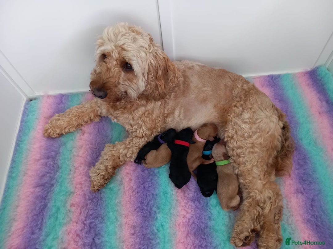 Cockapoo dogs for sale: F2 Cockapoo puppies - Image 9